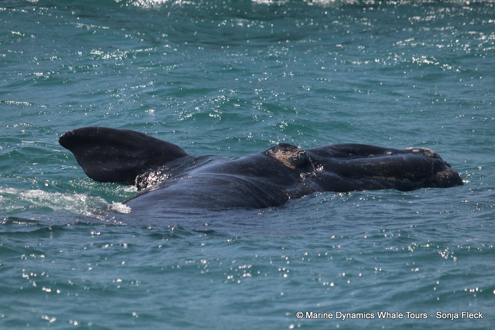 Southern right whale, whale watching, gansbaai, south africa,