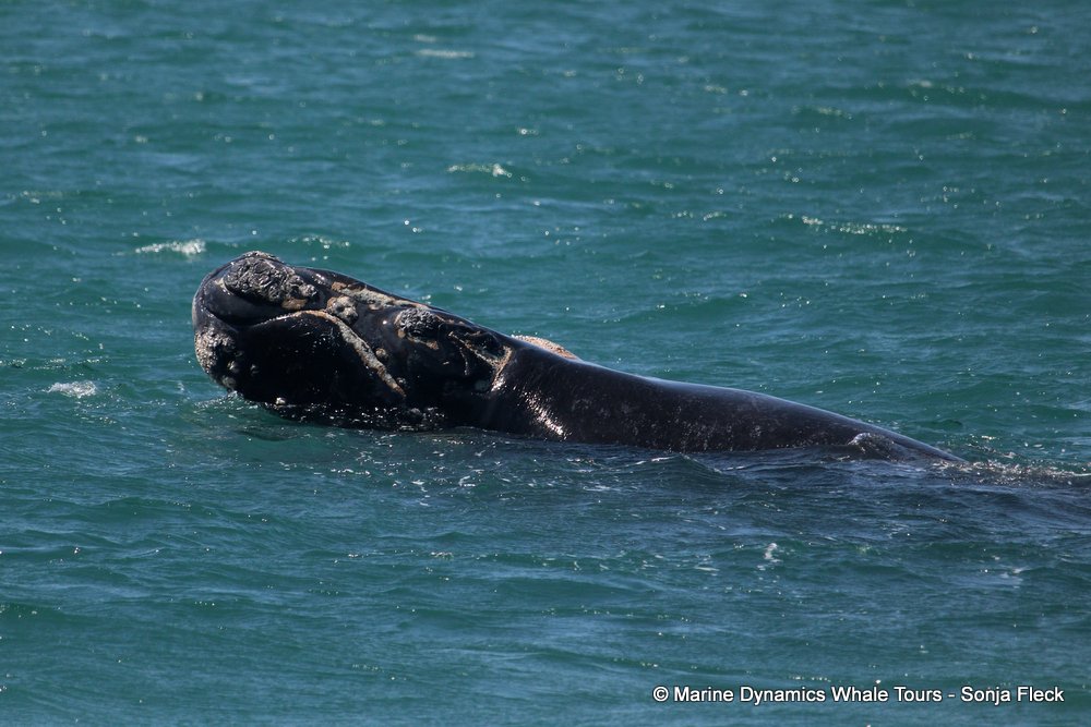 Southern right whale, whale watching, gansbaai, south africa,