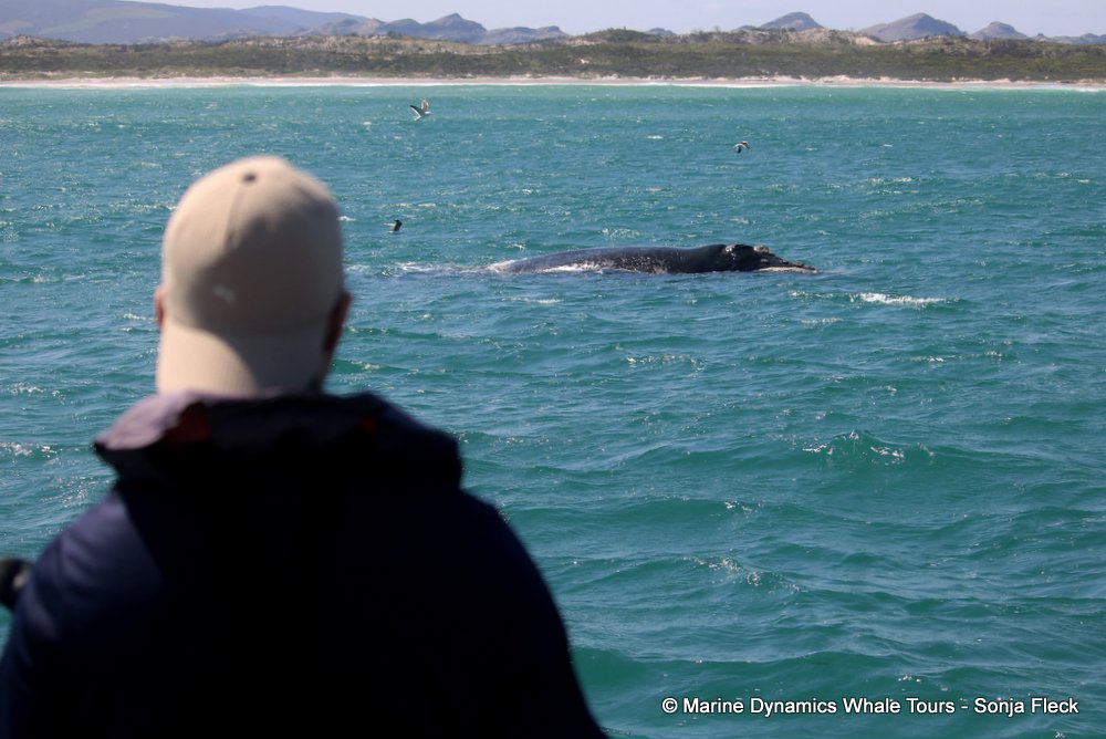 Southern right whale, whale watching, gansbaai, south africa,
