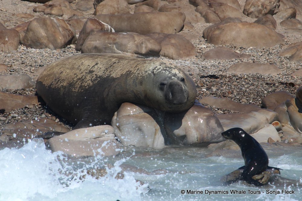elephant seal, whale watching, gansbaai, south africa
