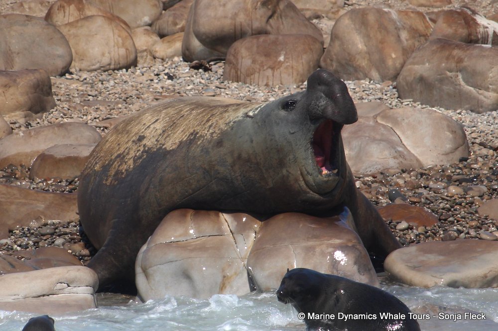 Marine Big 5 Daily Blog 20 September