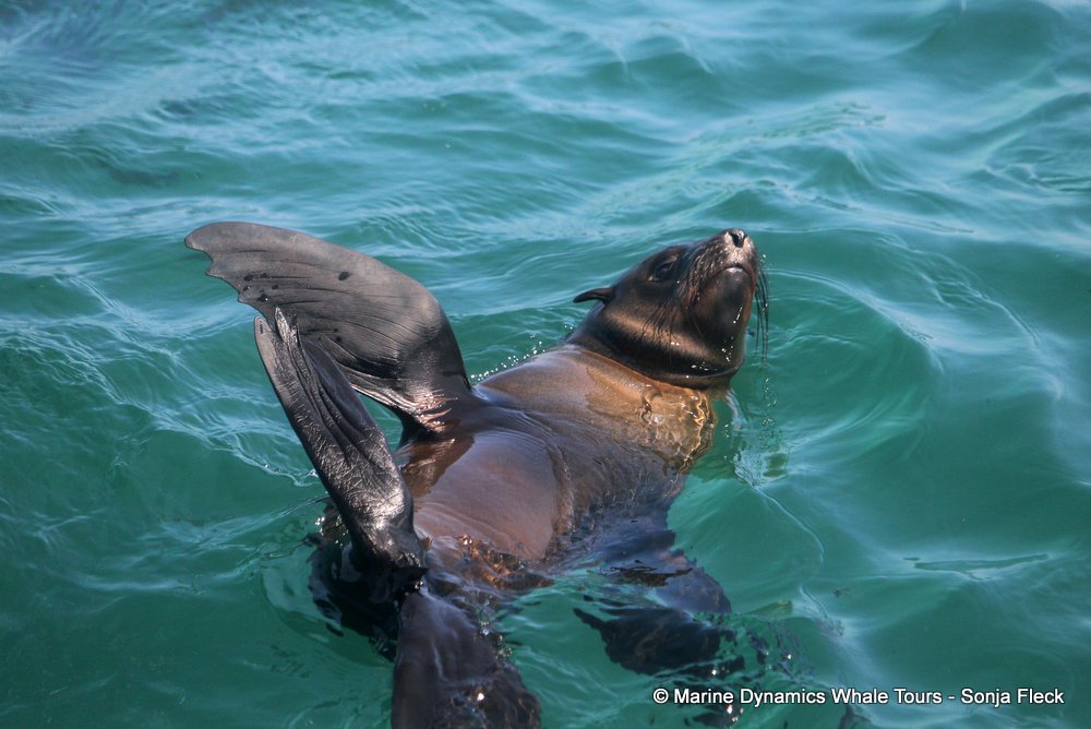 cape fur seal, whale watching, gansbaai, south africa