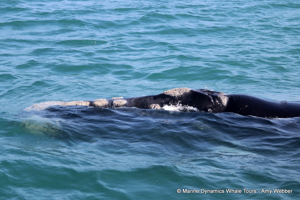 Southern right whale, whale watching, gansbaai, south africa,