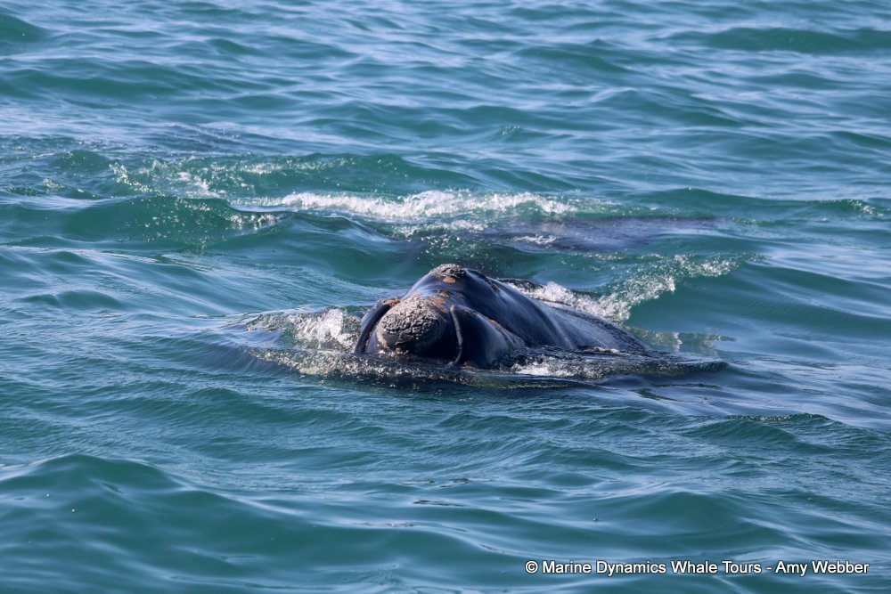 Southern right whale, whale watching, gansbaai, south africa,