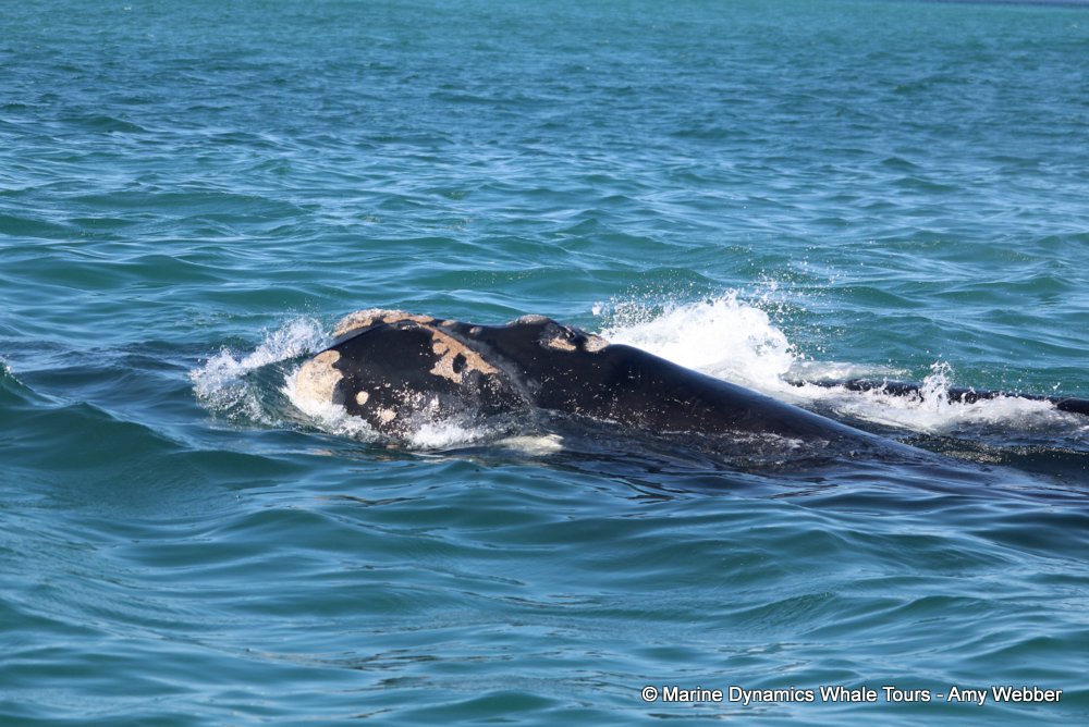 Southern right whale, whale watching, gansbaai, south africa,