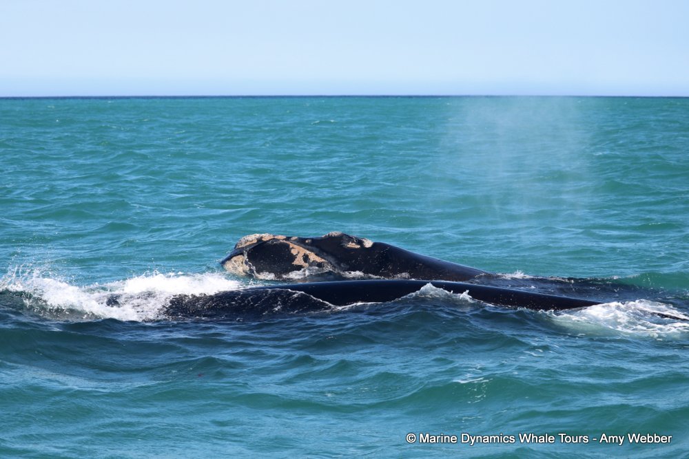 Southern right whale, whale watching, gansbaai, south africa,