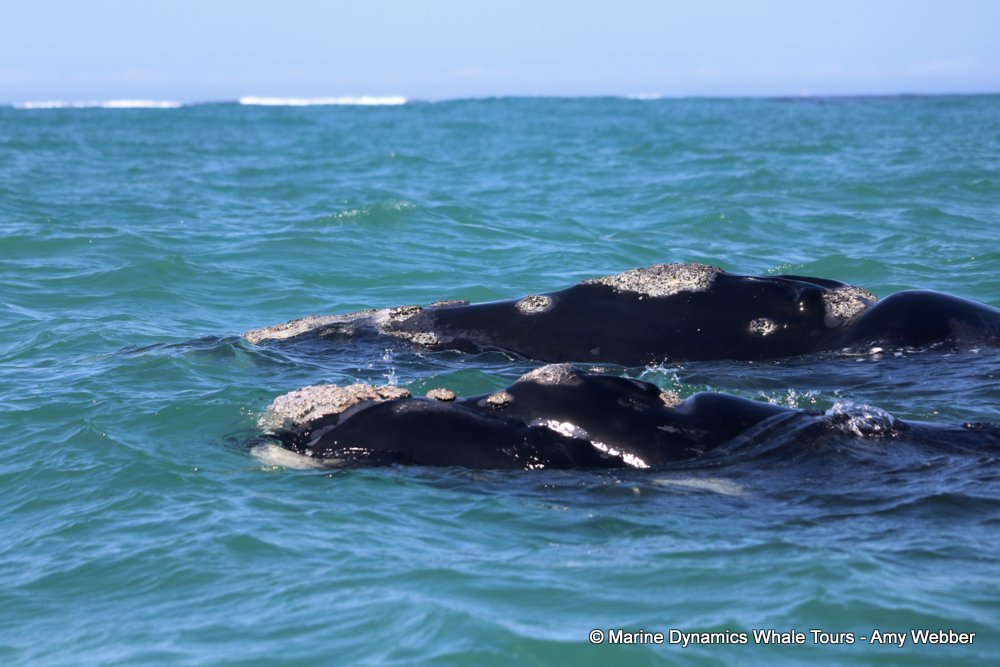 Southern right whale, whale watching, gansbaai, south africa,