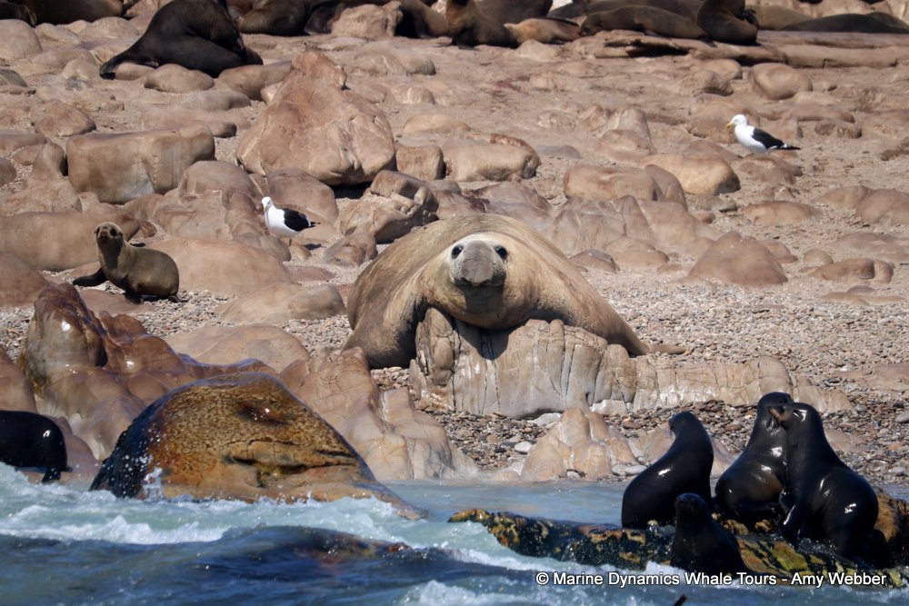 elephant seal, whale watching, gansbaai, south africa