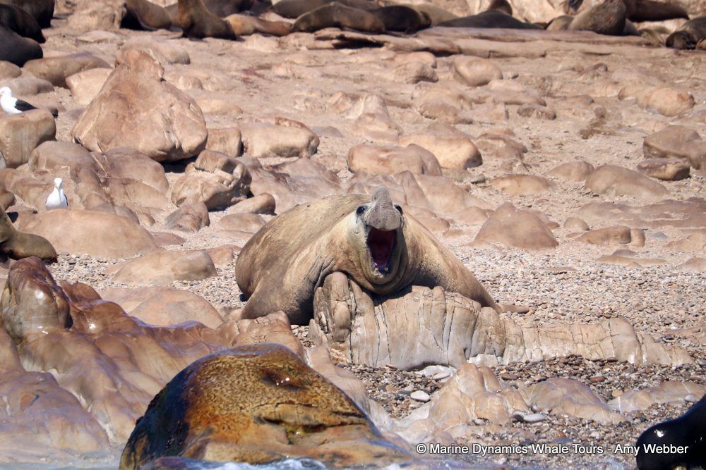 elephant seal, whale watching, gansbaai, south africa