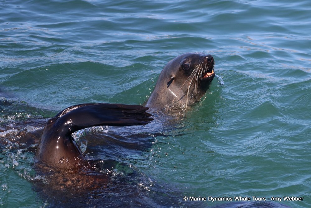 cape fur seal, whale watching, gansbaai, south africa