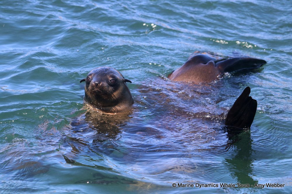 cape fur seal, whale watching, gansbaai, south africa