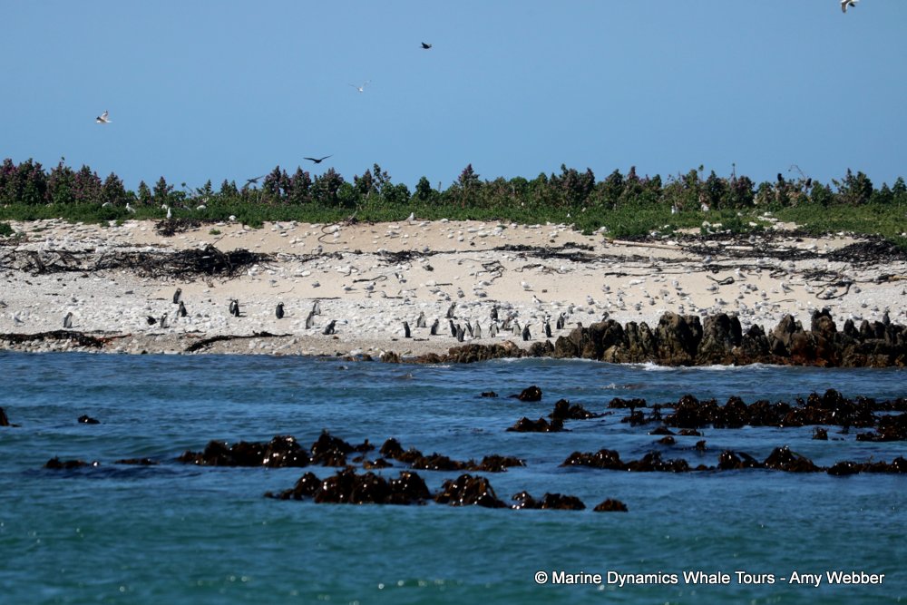 african penguin, whale watching, gansbaai, south africa