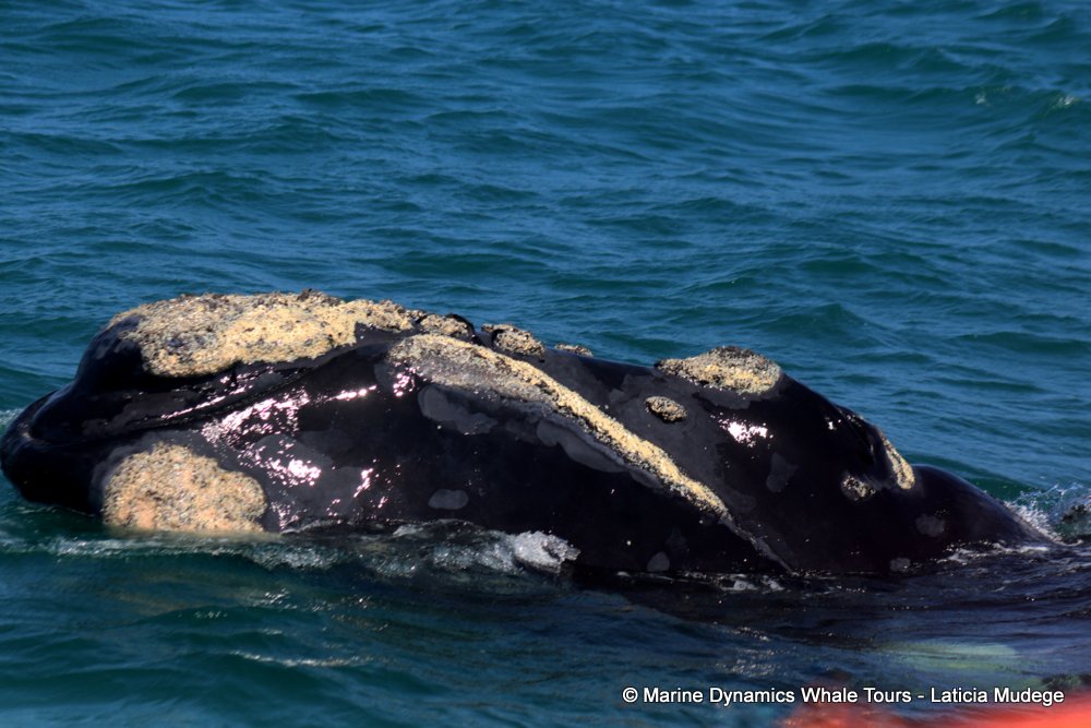 Southern right whale, whale watching, gansbaai, south africa,