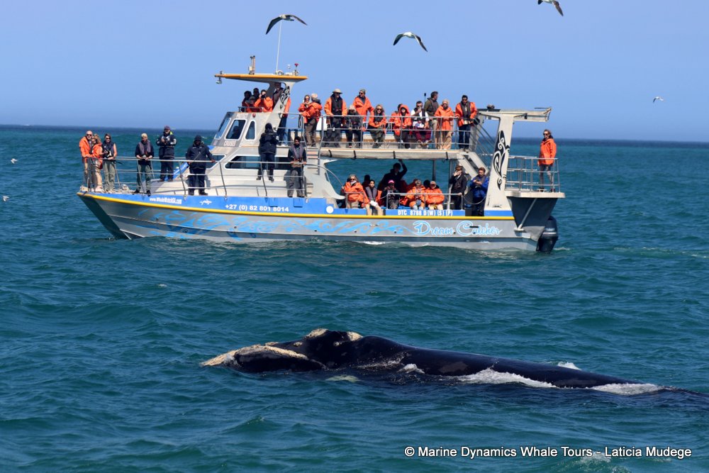 Southern right whale, whale watching, gansbaai, south africa,