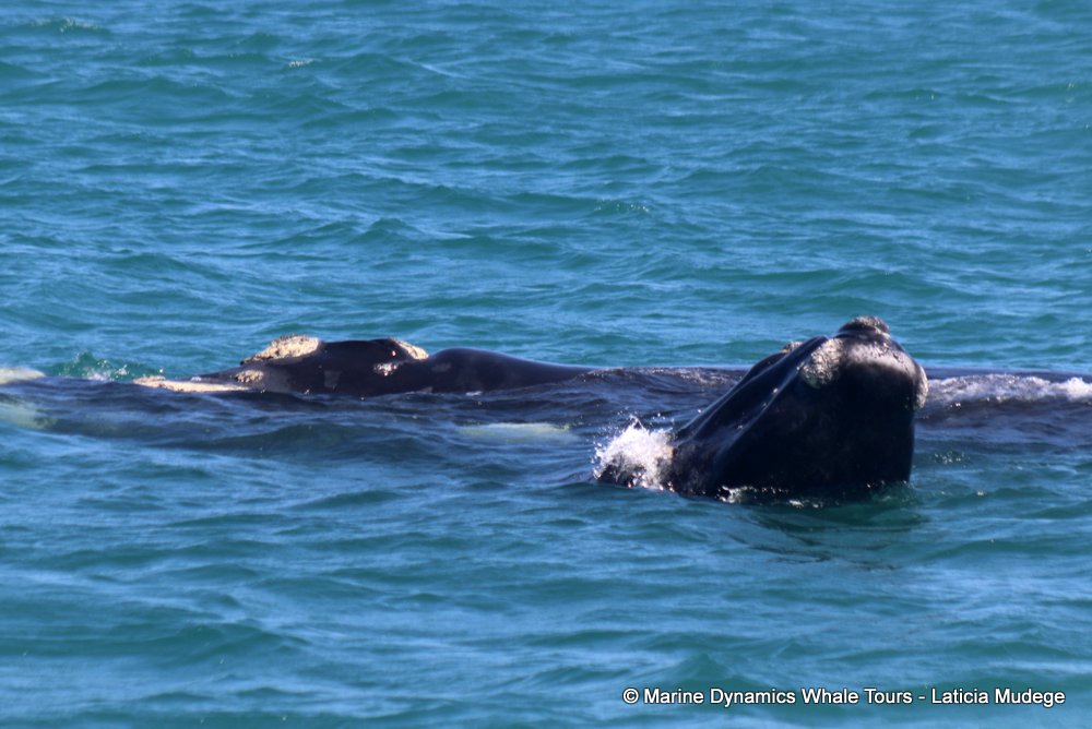 Southern right whale, whale watching, gansbaai, south africa,
