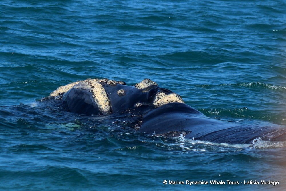Southern right whale, whale watching, gansbaai, south africa,
