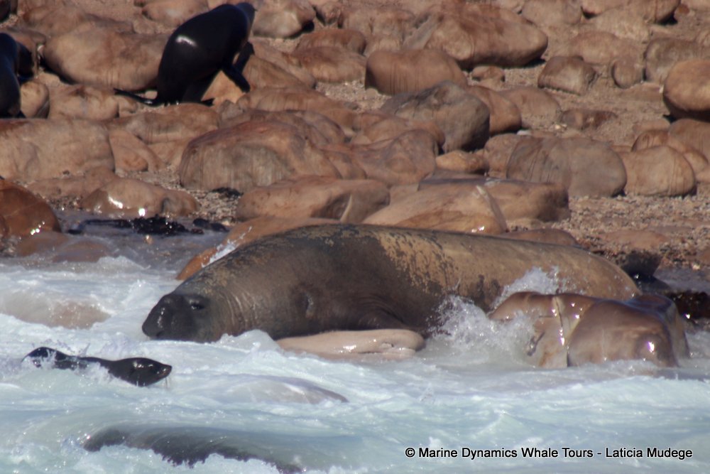 cape fur seal, whale watching, gansbaai, south africa