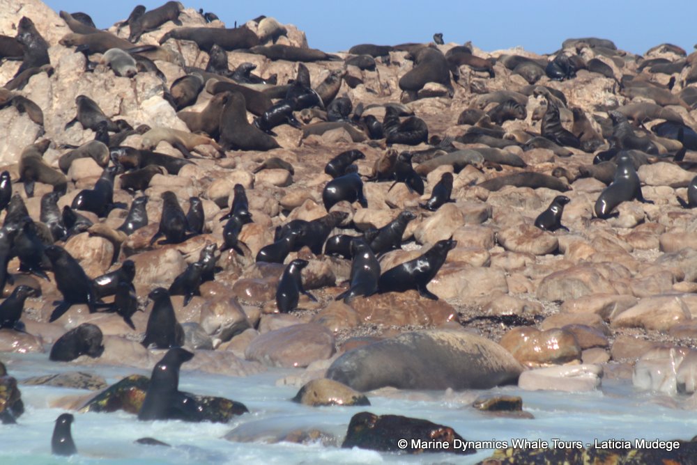 cape fur seal, whale watching, gansbaai, south africa