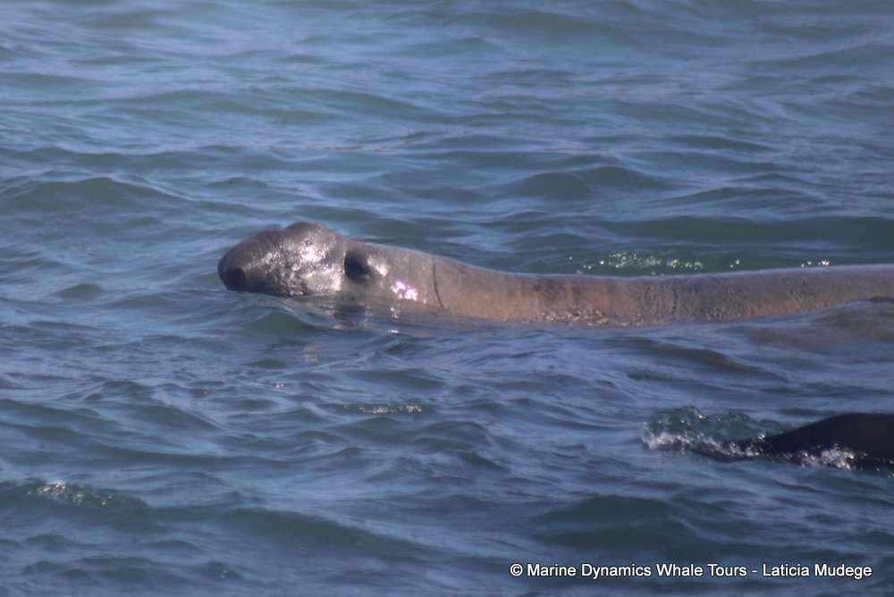cape fur seal, whale watching, gansbaai, south africa
