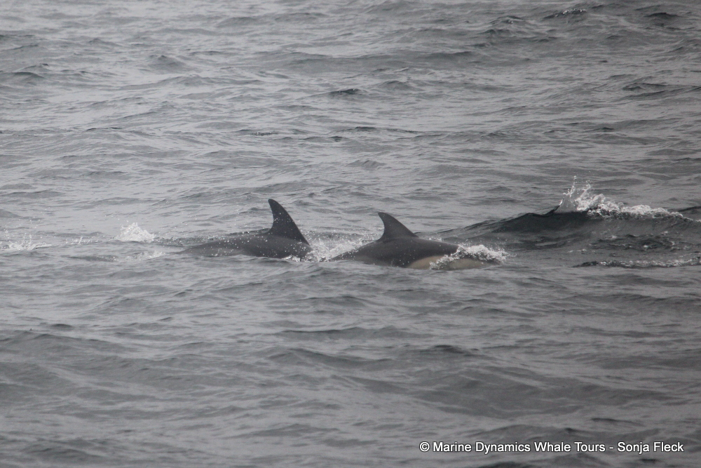 common dolphin, whale watching, gansbaai, south africa,