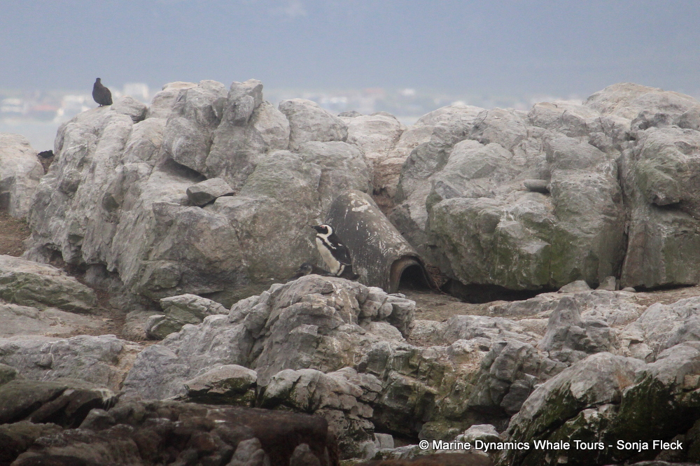 Africa Penguin ,whale watching, gansbaai, south africa,