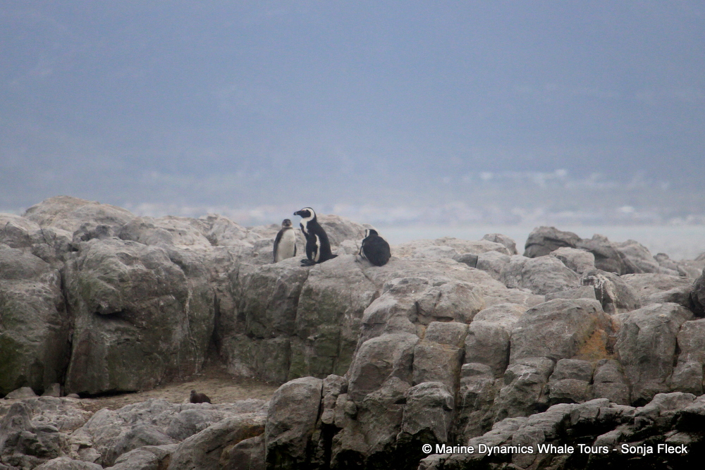 Africa Penguin ,whale watching, gansbaai, south africa,