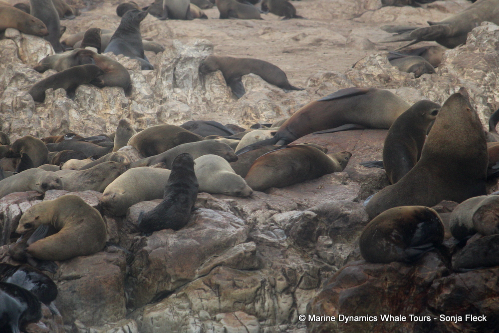 Cape fur seal, whale watching, gansbaai, south africa,