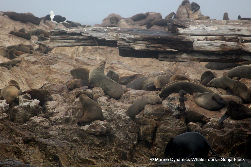 Cape fur seal, whale watching, gansbaai, south africa,