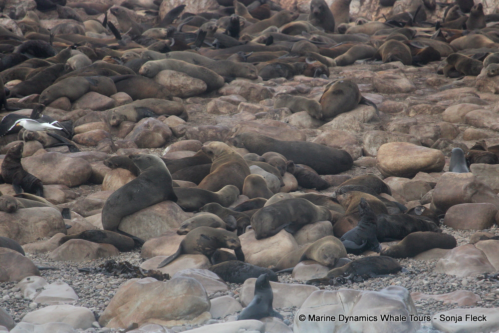 Cape fur seal, whale watching, gansbaai, south africa,