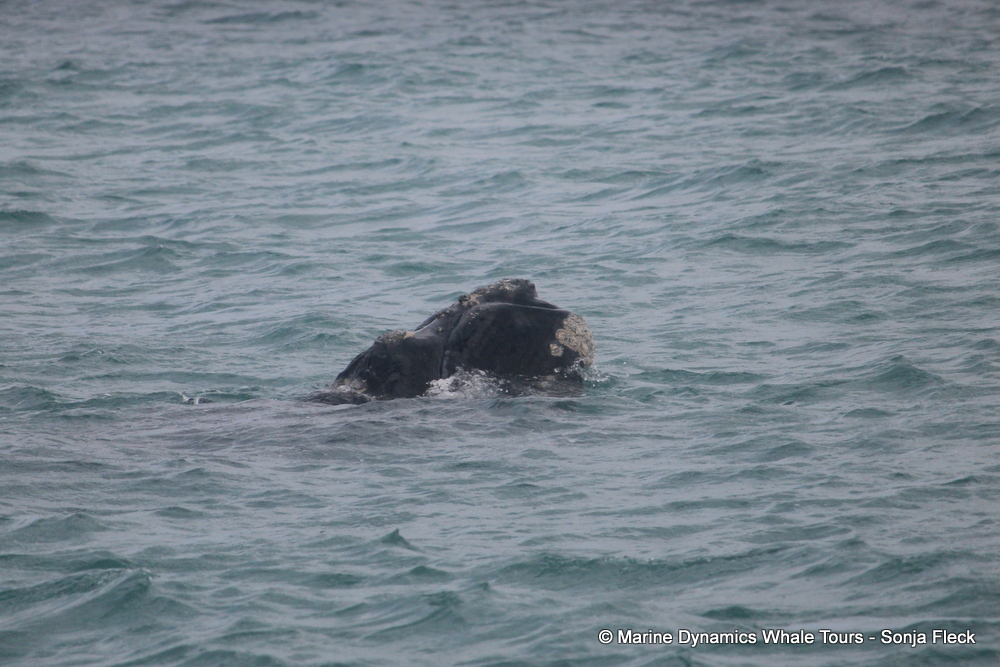 Southern Right whale, whale watching, gansbaai, south africa,