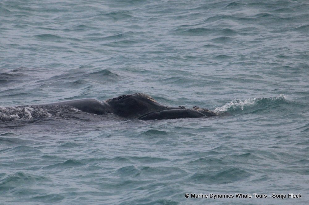 Southern Right whale, whale watching, gansbaai, south africa,