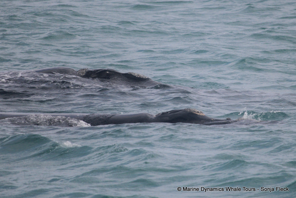 Southern Right whale, whale watching, gansbaai, south africa,