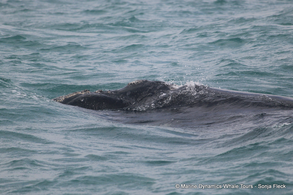 Southern Right whale, whale watching, gansbaai, south africa,