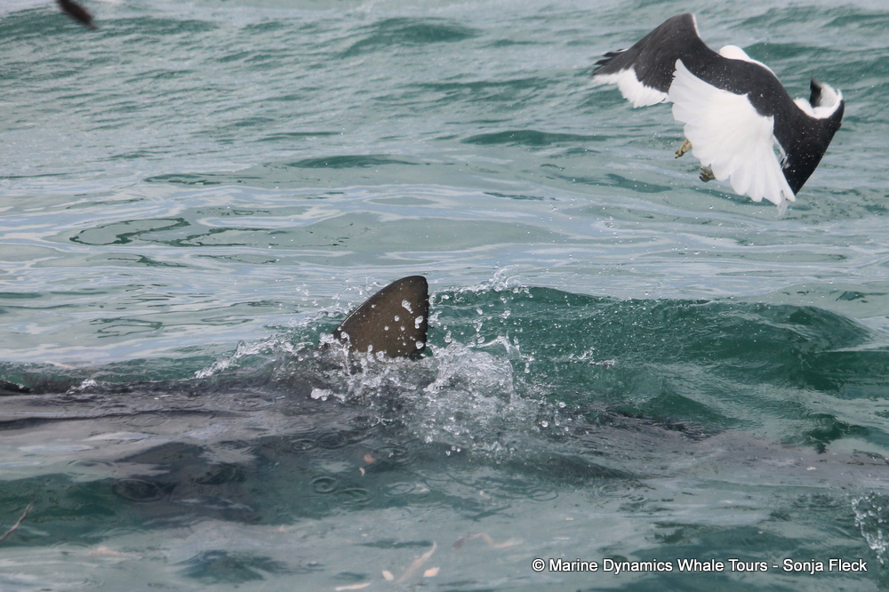 bronze whaler shark, whale watching, gansbaai, south africa,
