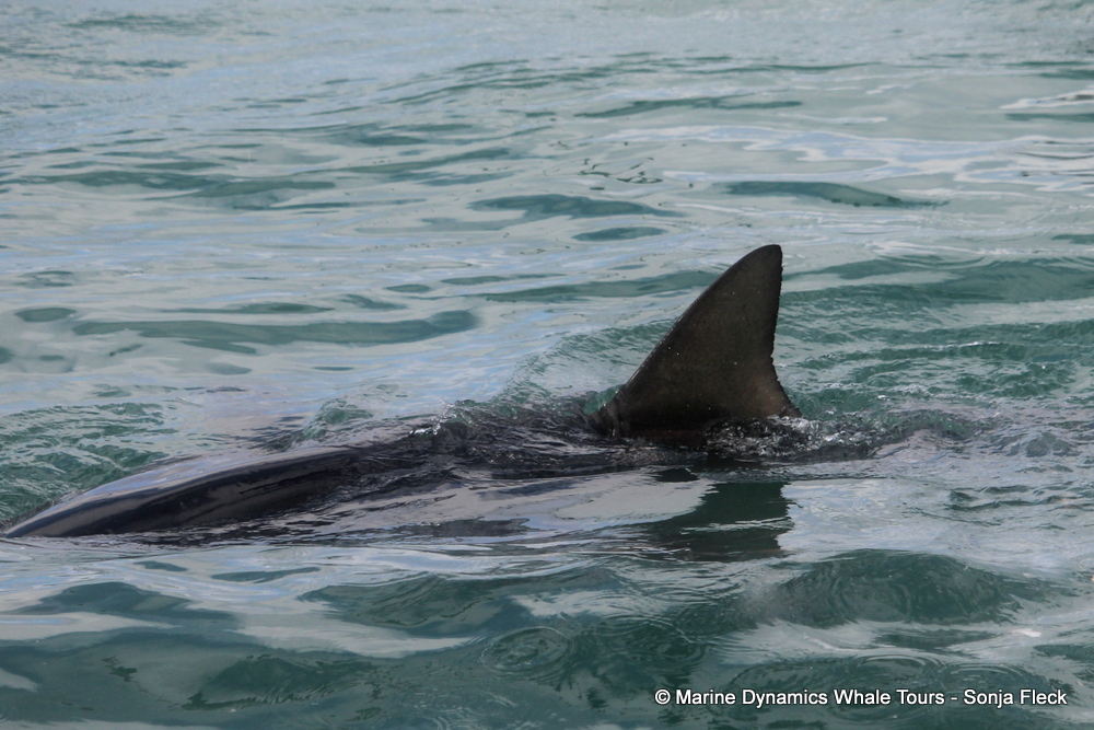 bronze whaler shark, whale watching, gansbaai, south africa,