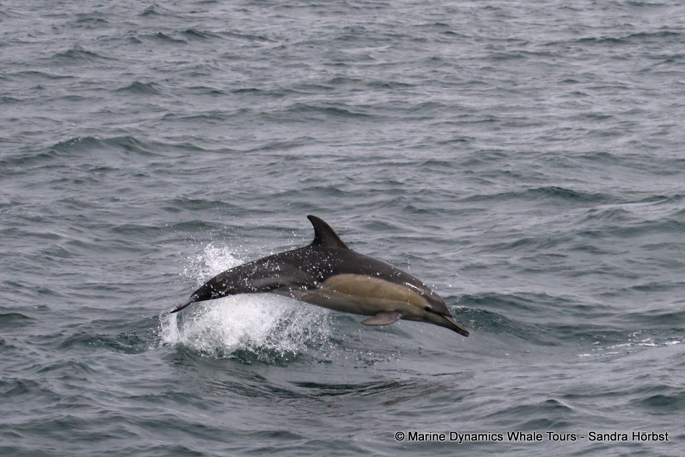 dolphin, whale watching, gansbaai, south africa,