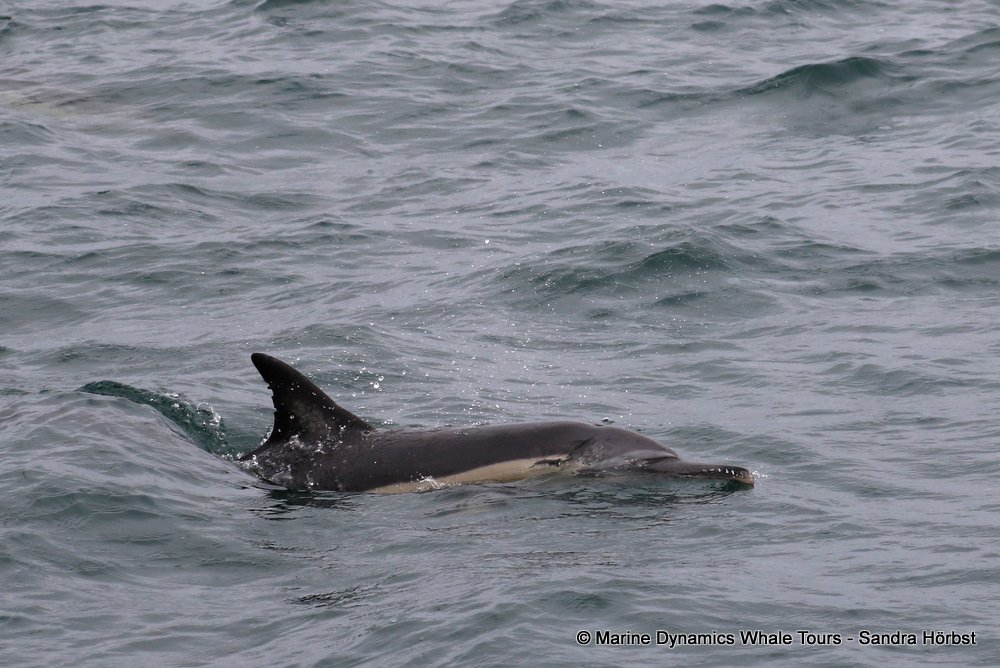 dolphin, whale watching, gansbaai, south africa,