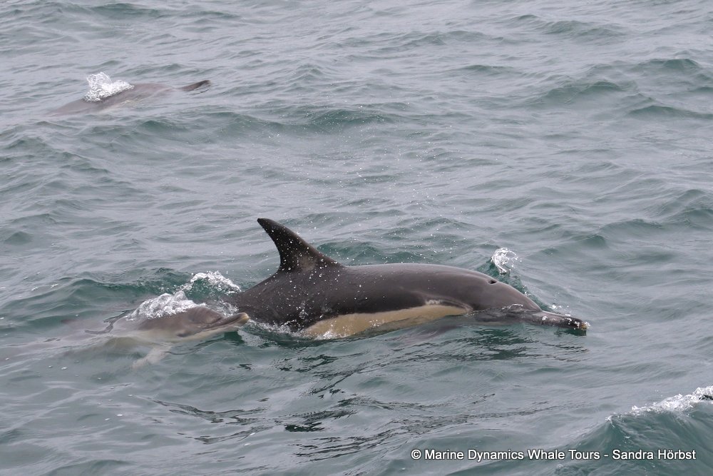 dolphin, whale watching, gansbaai, south africa,