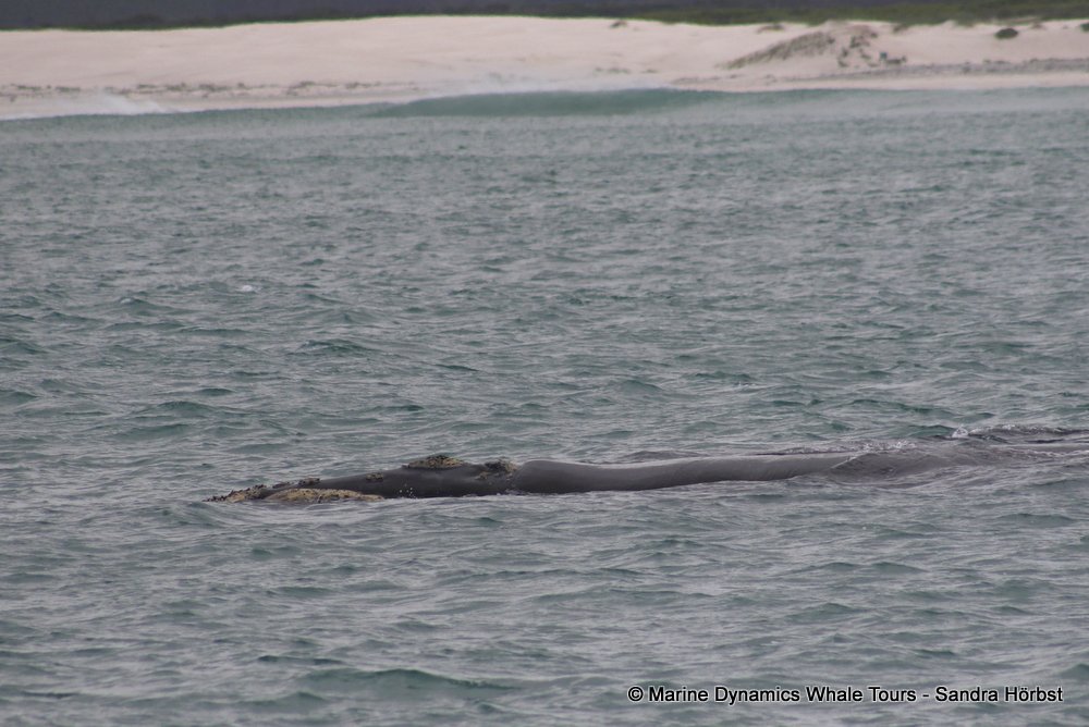 Southern right whale, whale watching, gansbaai, south africa,
