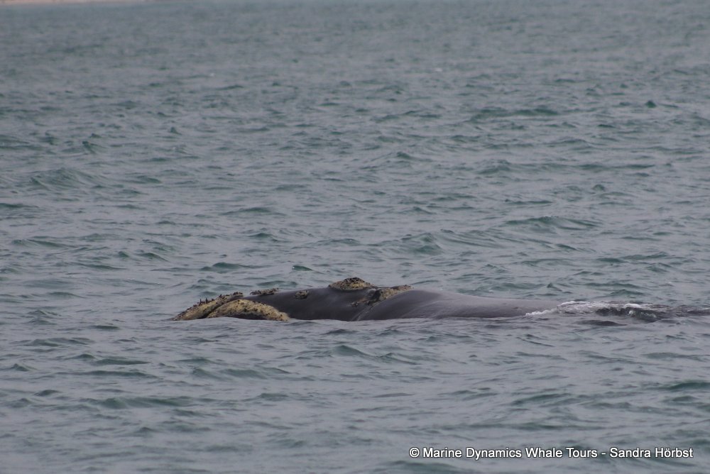 Southern right whale, whale watching, gansbaai, south africa,