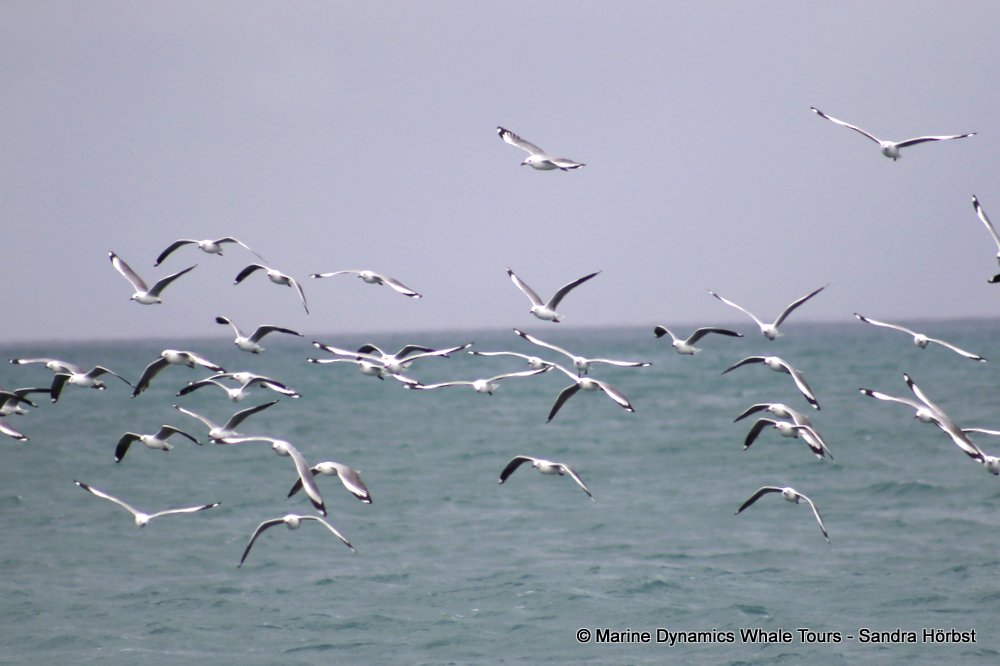 gull, whale watching, gansbaai, south africa,
