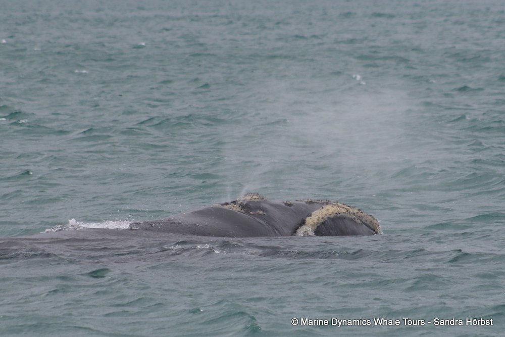 Southern right whale, whale watching, gansbaai, south africa,