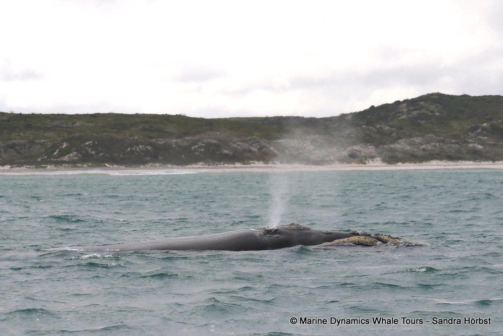 Southern right whale, whale watching, gansbaai, south africa,