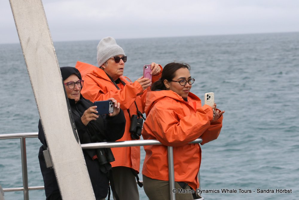 people, whale watching, gansbaai, south africa