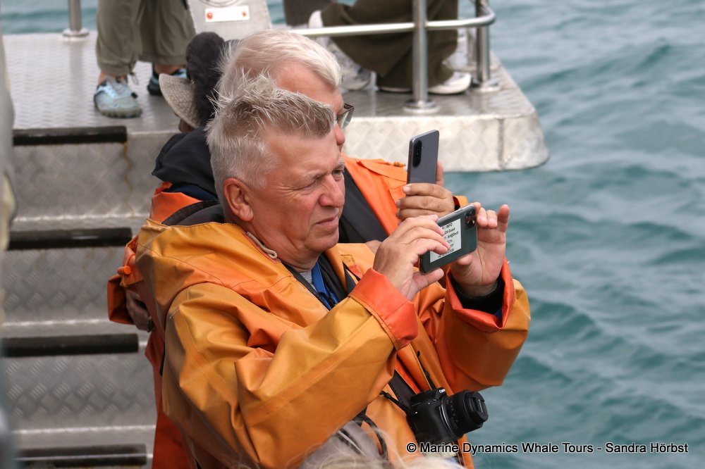 person, whale watching, gansbaai, south africa,