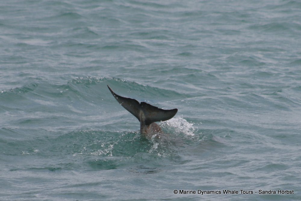 dolphin, whale watching, gansbaai, south africa,