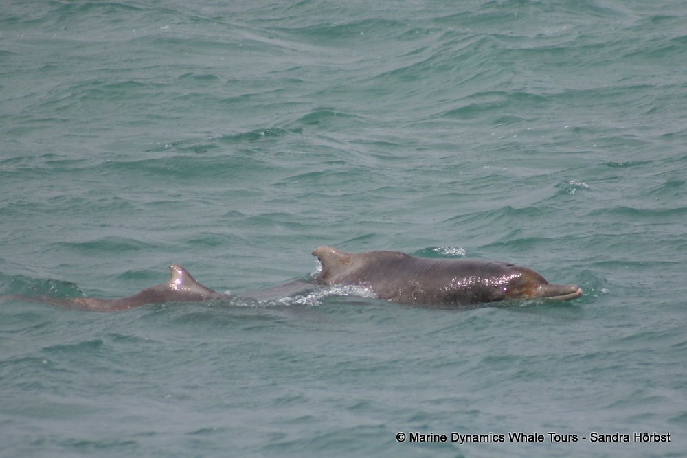 Marine Big 5 Daily Blog 21 September