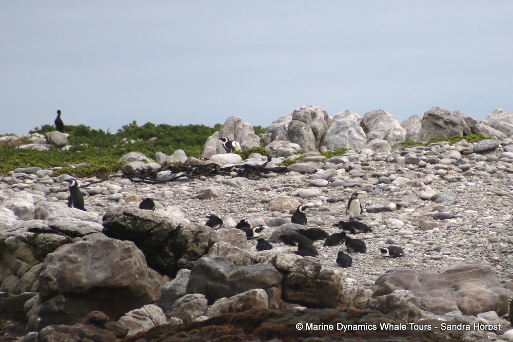 penguins, whale watching, gansbaai, south africa,