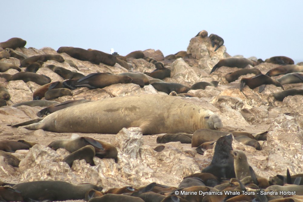 cape fur seal, whale watching, gansbaai, south africa