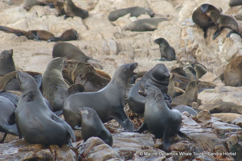cape fur seal, whale watching, gansbaai, south africa